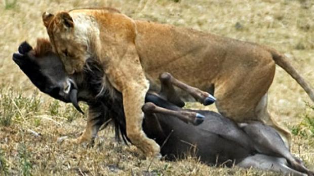 Lioness killing a wildebeest