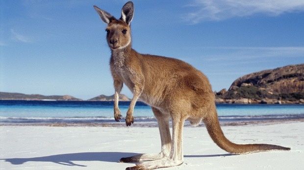 Woman brings kangaroo to restaurant, is asked to leave