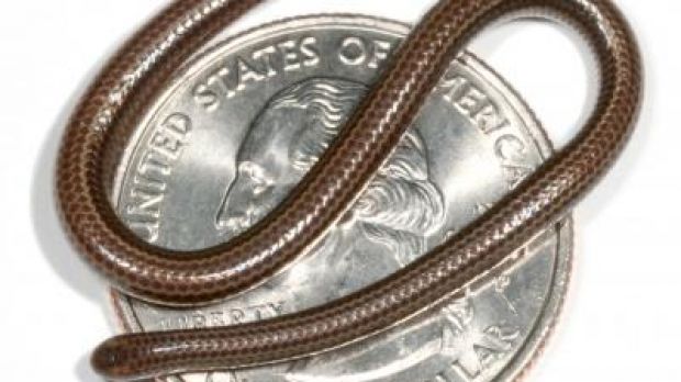 Leptotyphlops carlae, the world's smallest snake compared against the size of a U.S. quarter