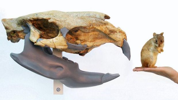 Josephoartigasia skull compared to a rat