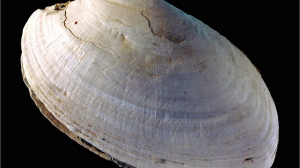 Zigzag pattern on a shell was created by the human ancestor Homo erectus