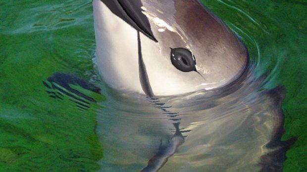 It is estimated that just 100 wild vaquitas are now left in the world