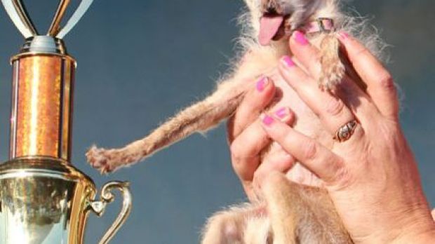 Yoda is named World’s Ugliest Dog for 2011