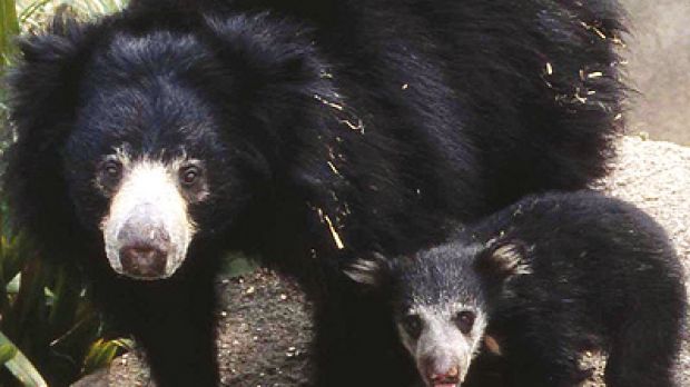 Sloth Bear (Melursus ursinus) with cub
