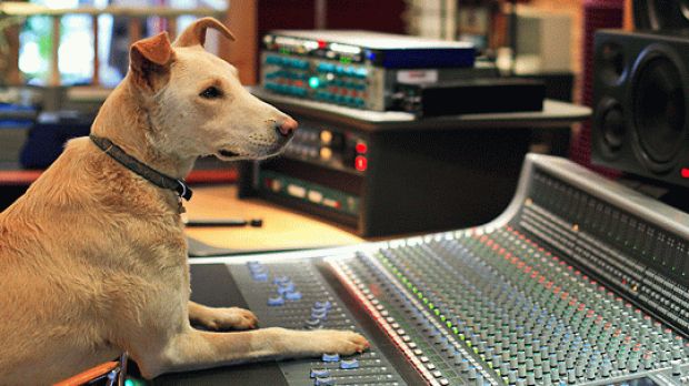 You don't want your dog to engineer your studio, do you?