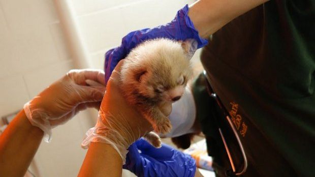 Earlier this year, Lincoln Park Zoo welcomed two red panda cubs