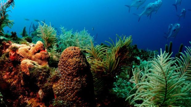 Artificial corals could help remove pollutants from seas and oceans