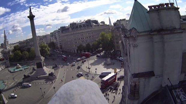 Bald eagle flies over London in Assassin's Creed Syndicate promotion
