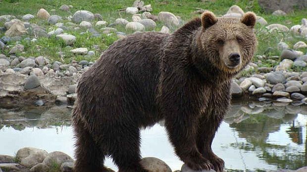 Grizzly bears are insanely powerful animals