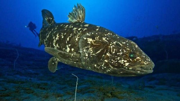 Coelacanths were thought to have gone extinct in the late Cretaceous