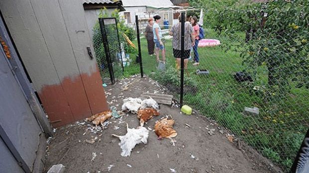 Chupacabra kills hundreds of chickens in Russia, allegedly