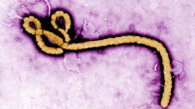 The Ebola virus can be sexually transmitted, researchers find