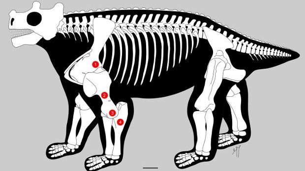Evidence indicates the pre-reptile would walk upright on all fours