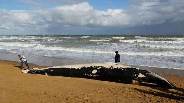Dead whale found on beach in Kent