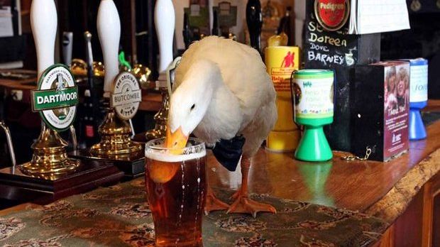 Meet Star, the beer-loving duck