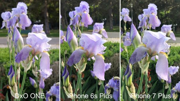DxO One vs. iPhone 6s Plus vs. iPhone 7 Plus test 6 crop