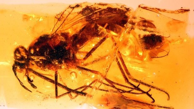 Researchers find 105-million-year-old flies in Spain