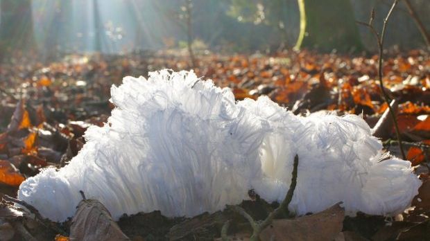 Hair ice sometimes grows on rotten tree branches