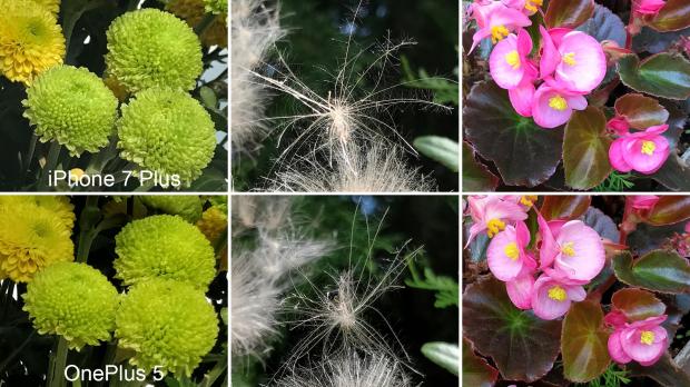 OnePlus 5 vs. iPhone 7 Plus flower photo test