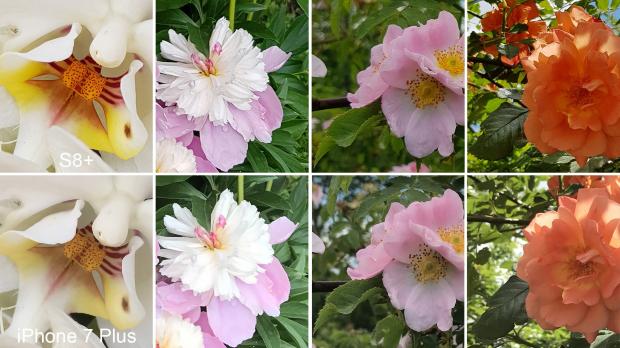 Apple iPhone 7 Plus and Samsung Galaxy S8+ flower test