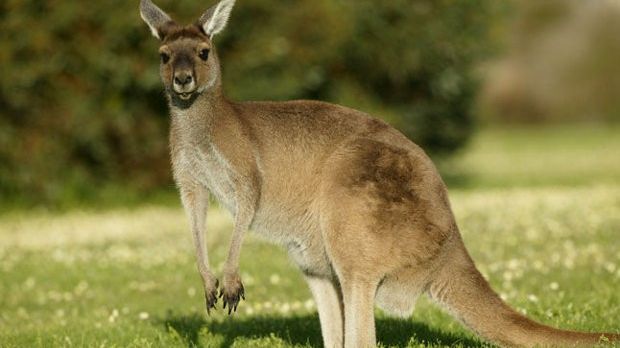 Kangaroos have surprisingly strong bodies