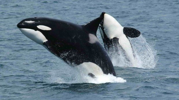 Orcas are gifted predators