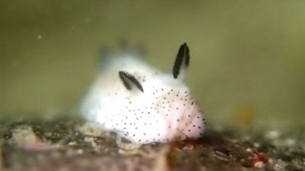 Sea slugs look like teeny tiny bunnies