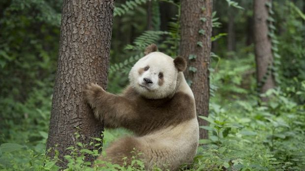 Qi Zai is a brown and white panda