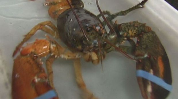 Two-colored lobster caught in Maine, US