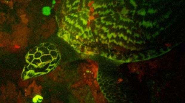 Divers encounter glowing hawksbill sea turtle