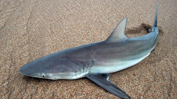 A smooth dogfish shark
