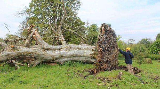 Skeleton found under uprooted tree in Ireland