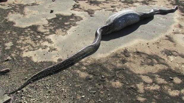 Python in South Africa dies after eating a porcupine