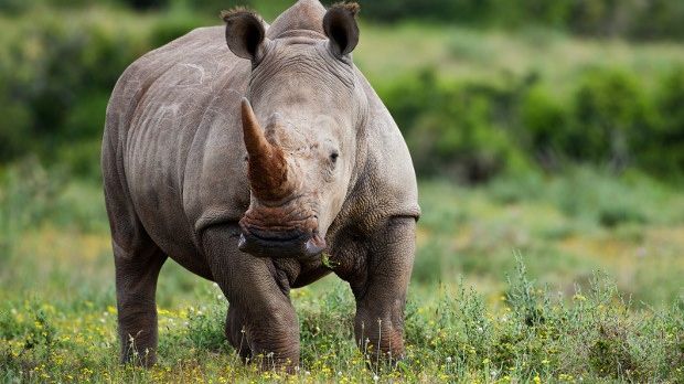 There would be rhinos in Europe if it weren't for we humans