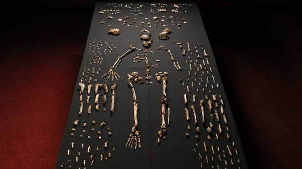 Skeletal remains found in South Africa belong to new human species