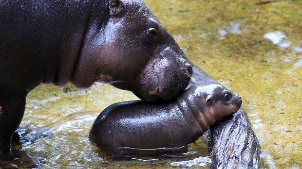 Meet baby hippo Obi