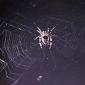 'Space' Spider May Have Survived Months on the ISS