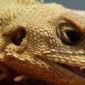 'Third Eye' Allows Lizards to Navigate by the Sun