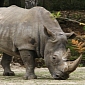 1,000 Microchips to Be Implanted in Rhinos in Kenya