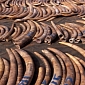 1,209 Tusks Get Confiscated by Authorities in Hong Kong