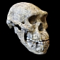 1.8-Million-Year-Old Skull Suggests Early Humans Were Not as Diverse as Believed