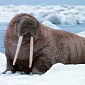 10,000 Walruses Come Ashore in Northwest Alaska