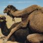 10 Amazing Facts About Camels