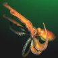10 Amazing Things About Octopuses