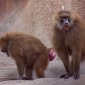 10 Common Traits of Humans and Baboons
