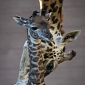 10-Day-Old Giraffe at San Diego Zoo Gets to Meet the Rest of the Herd