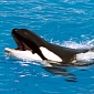 10-Month-Old Orca Dies in Captivity