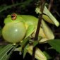10 Things You Did Not Know About Croaking!