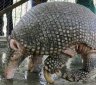 10 Things You Did Not Know About Armadillos