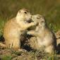 10 Things You Did Not Know About Prairie Dogs